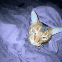 Cat Swagcat GIF - Cat Swagcat Bed GIFs