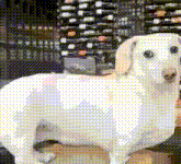 a white dachshund standing in front of a wine rack