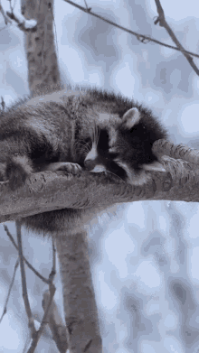 Raccoon Fall GIF - Raccoon Fall GIFs
