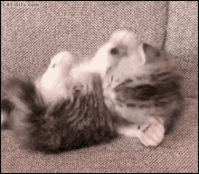 Kitten Tabi GIF