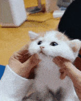 a person is holding a white and orange kitten with blue eyes