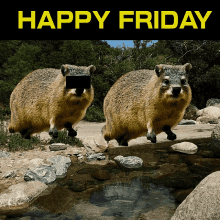 Hyrax Happy Friday GIF - Hyrax Happy Friday Dassies GIFs