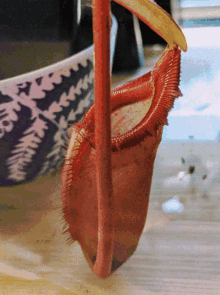 Nepenthes Pitcher Plant Carnivorous Colorful GIF