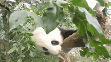 Climbing 360baby Pandas GIF - Climbing 360baby Pandas Try To Get It GIFs