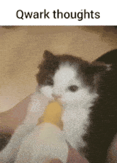 a picture of a kitten drinking from a bottle with the words qwark thoughts above it