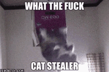 Cat Stealer GIF - Cat Stealer GIFs