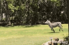 Gallop Zebra GIF - Gallop Zebra Run GIFs