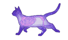 skeleton cat