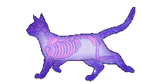 Skeleton Cat Sticker - Skeleton Cat Stickers