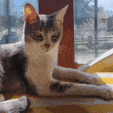 Persefone Grey Cat GIF - Persefone Grey Cat Shy GIFs
