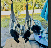a small black dog is hanging upside down from a sling