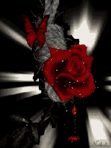 Wallpaper Rose GIF - Wallpaper Rose Rose And Butterfly GIFs