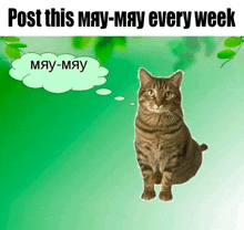 a cat with a thought bubble that says " may-may "