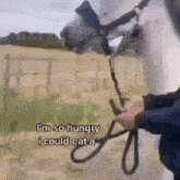 Horse Hungry GIF