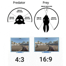 a predator is seen by both eyes and prey is seen by only one eye
