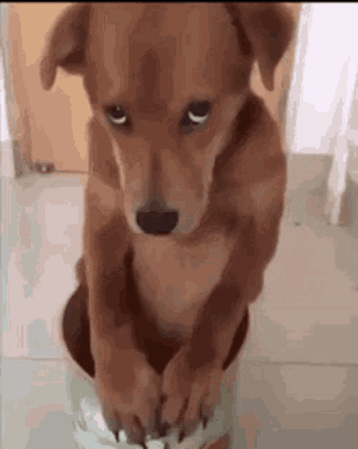 Dog GIF – Dog – Откриване и споделяне на GIF файлове