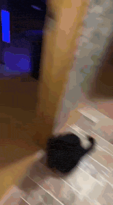 a black cat is walking down a set of wooden steps
