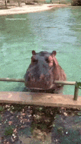 Hippo Fall GIF