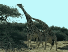 Fight Giraffe GIF