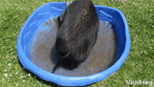 Pig Pool GIF - Pig Pool Cooling Down GIFs