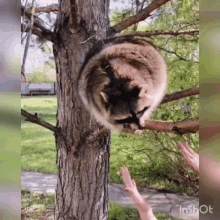 Raccoon Raccoontema GIF - Raccoon Raccoontema Temaraccoon GIFs