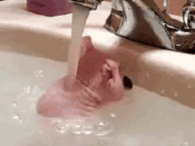 naked mole rat rat taking a bath