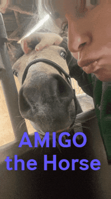 Amigo Pony Amigo GIF - Amigo Pony Amigo Dansk Hest GIFs