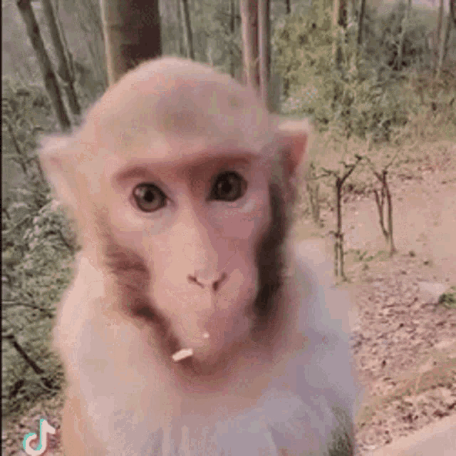 Tusareve Monkey GIF - Tusareve Monkey Umm GIFs