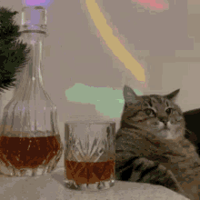 Cat Chilling Cat Wisky GIF