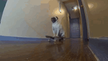 Cute Dog GIF - Cute Dog Skateboard GIFs