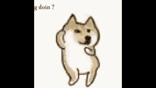What_the_dog_doin Funny Dog GIF