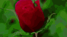 Flower Rose GIF - Flower Rose Blooming GIFs