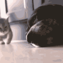 Cat Dog GIF - Cat Dog Cuddly GIFs