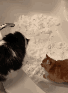 Cats Theoreocat GIF - Cats Theoreocat Cats And Snow GIFs