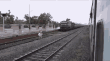 Train Cow GIF - Train Cow GIFs