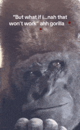 a picture of a gorilla with the caption but what if i..nah that won 't work '