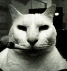 Cat Cat Meme GIF - Cat Cat Meme Smoking GIFs