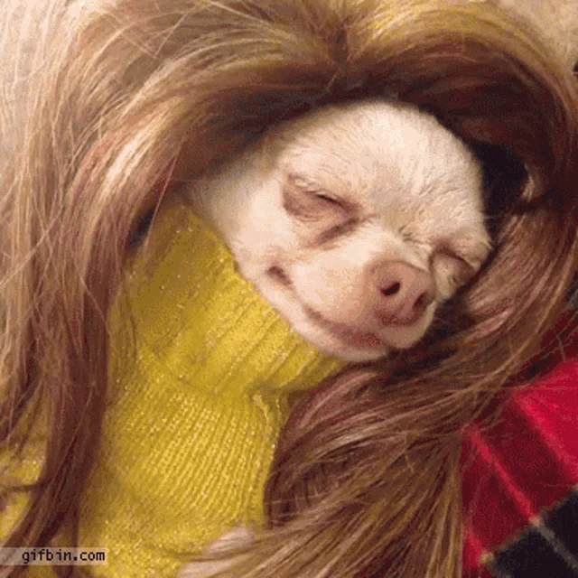 Sad Chihuahua GIF Sad Chihuahua Wig Discover Share GIFs