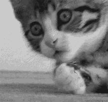 Cat Kitten GIF - Cat Kitten Shock GIFs