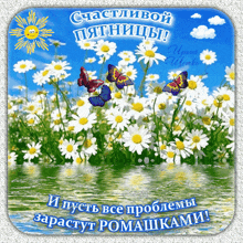 a russian greeting card with daisies and butterflies in a field