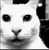Dark Cat Cursed GIF - Dark Cat Cursed GIFs