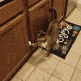 Hungry Cat GIF - Hungry Cat Door GIFs