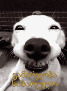 გამარჯობა სიხარულო GIF - გამარჯობა სიხარულო ძაღლი GIFs