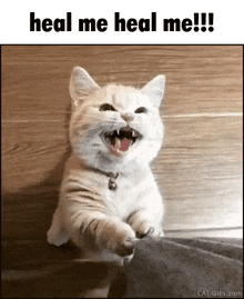 a white cat is sitting on a wooden floor with its mouth open and the words " heal me heal me " above it .