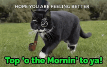 Top Of The Morning Cat GIF