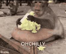 Ohchilly GIF - Ohchilly GIFs