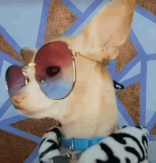 Pet Lover GIF - Pet Lover Chihuahua GIFs
