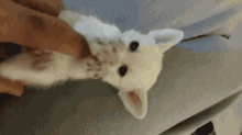 Fennec Tickle GIF - Fennec Tickle Cat GIFs