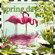 Spring Flamand Rose Animation Fleurs Day Scrapbooking GIF - Spring Flamand Rose Animation Fleurs Day Scrapbooking GIFs