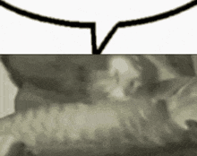 a black and white photo of a cat laying down with a speech bubble above it .